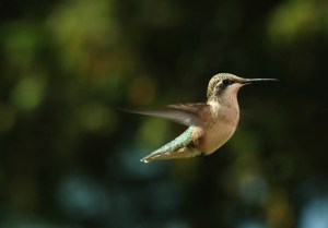 Bird photo